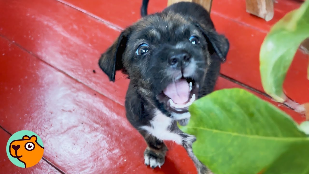 Tennisball-sized Pup Gets Rescued From Street Life in Philippines | Cuddle Buddies