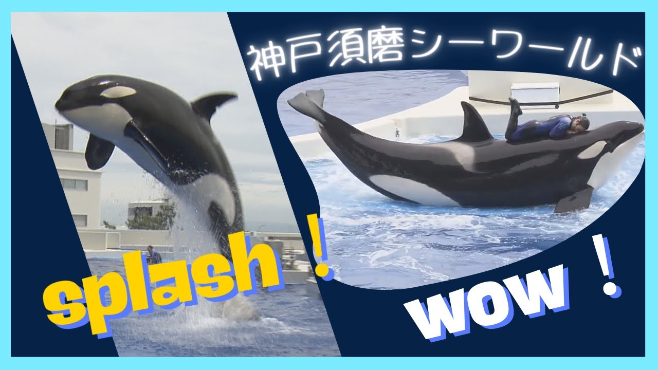 【見どころをギュッと凝縮】神戸須磨シーワールド　大人気！「シャチパフォーマンス」