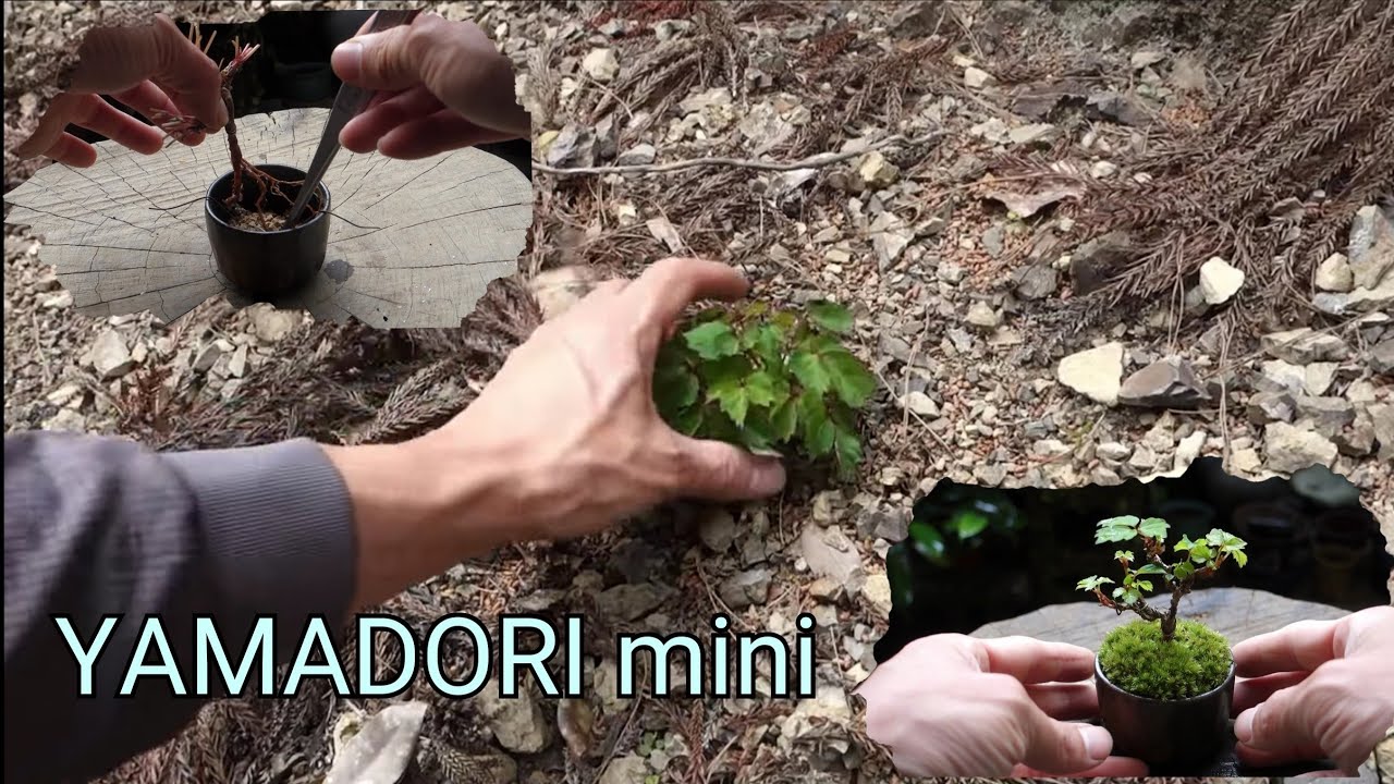【Bonsai diary】  Naturl Bonsai 夏蔦（ナツヅタ）を山採りしてミニ盆栽作り　♯203