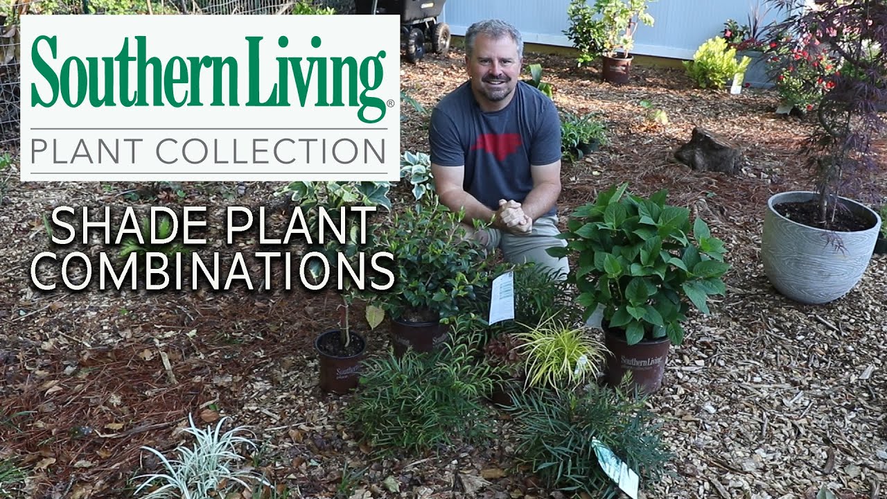 🌲Shade Plant Combinations🌿 - Southern Living