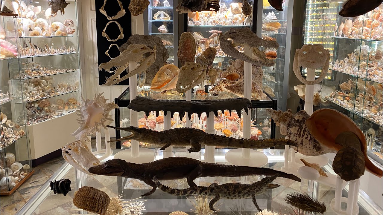 My museum of shells, fossils including trilobites and other marine items.