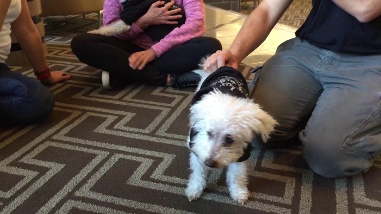 Fiona Reunion with Eldad & Hope For Paws