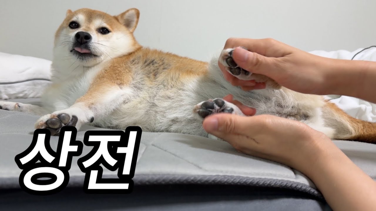 집구석 서열 넘버원 강아지 (30Kg 감량한 산독기 옥머니 이야기🤮)