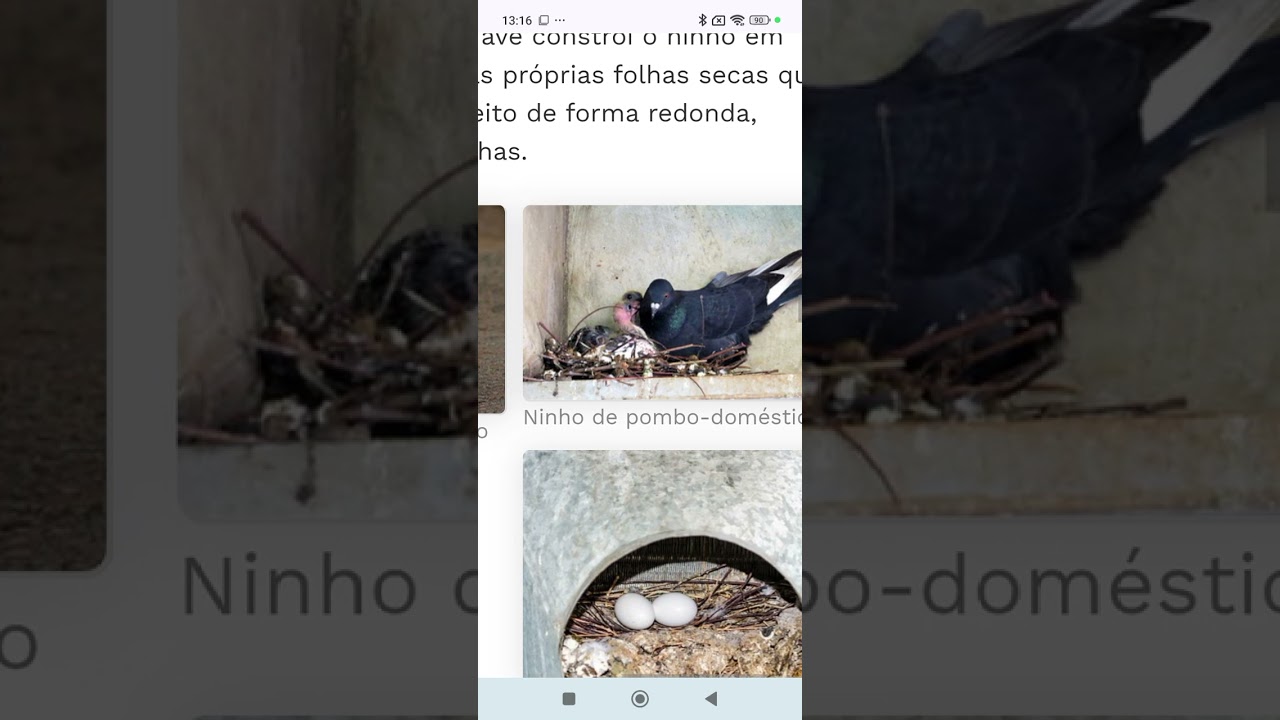 CURIOSIDADES.      SOBRE.      O.          POMBO.       DOMÉSTICO.                     COLUMBA LIVIA