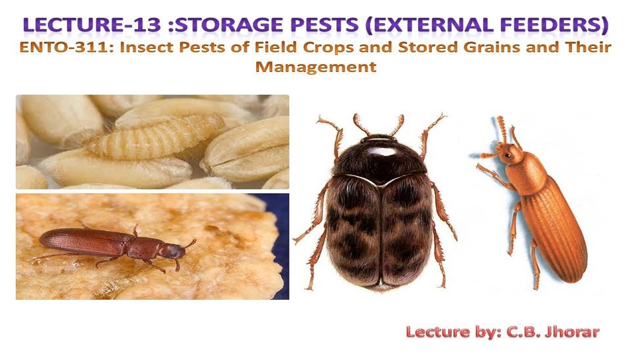 ENTO 311 Lec 13 Storage Pests External Feeders