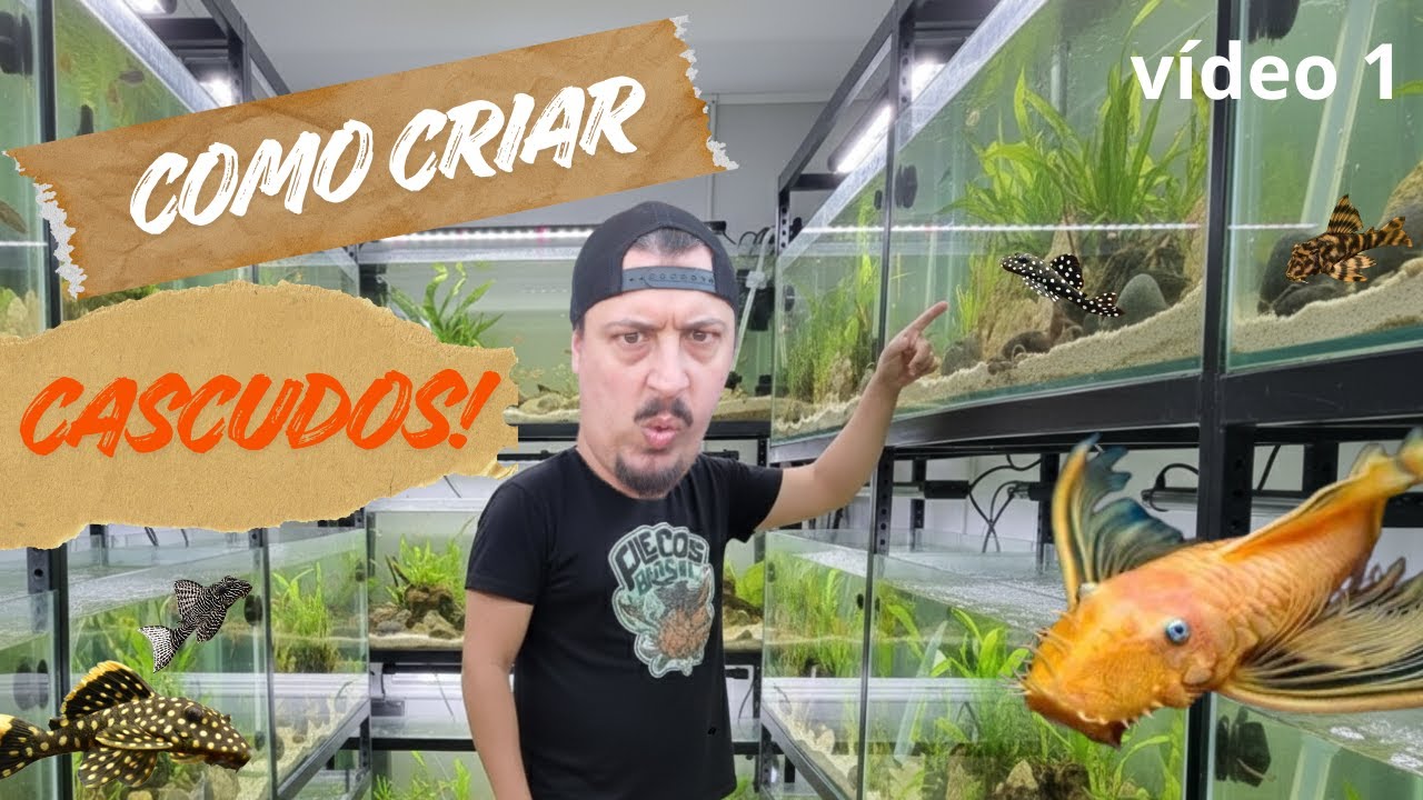 Como criar cascudos? How to raise plecos? (EP.70)