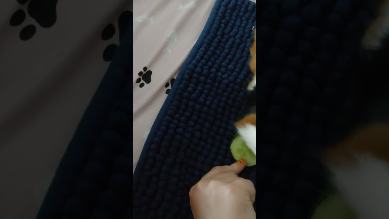 asmr hammy