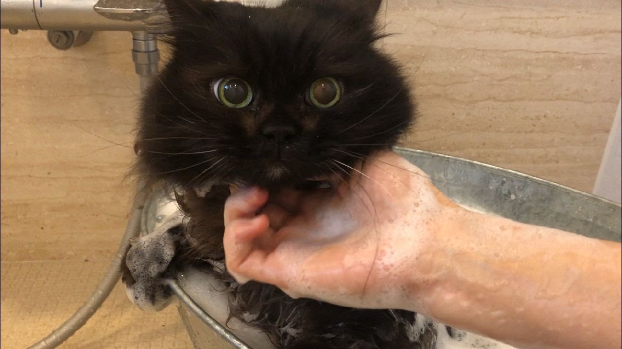 愛猫の死を受け入れて一か月、今はこんな気持ちです。【黒猫くーちゃんとの思い出】