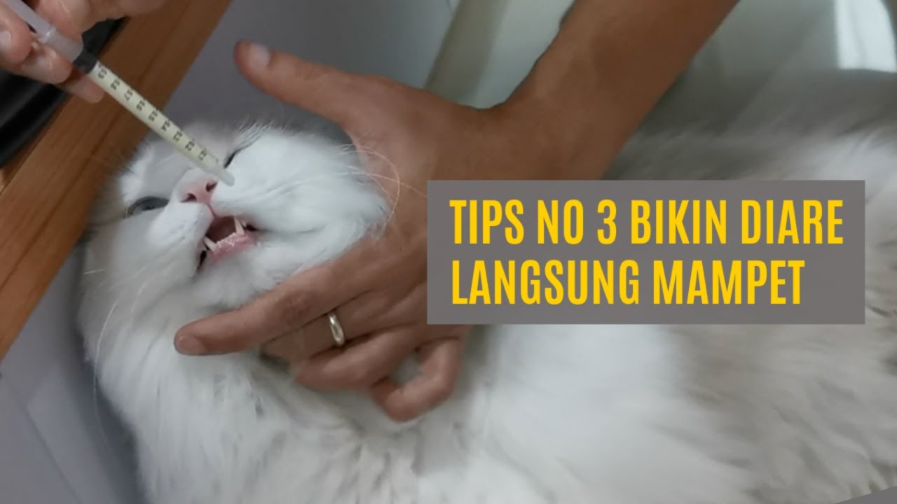 Merawat Kucing Diare