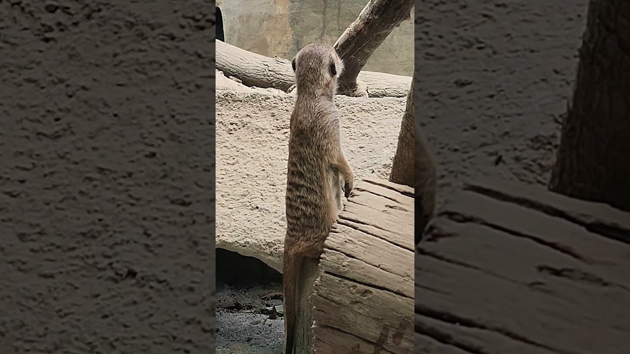 Meerkat in Avilon Zoo #avilon #meerkat #zoo #wildlife