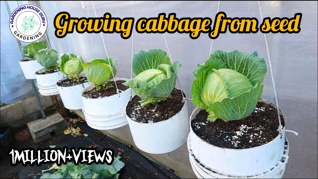 Growing cabbage from seed | vegetables gardening | cabbage at home 