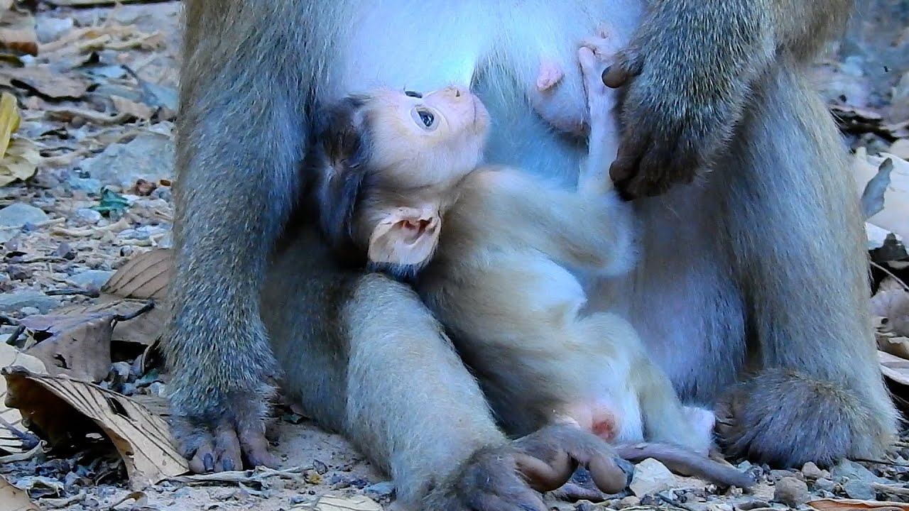 baby monkey Rina asking mom for milk