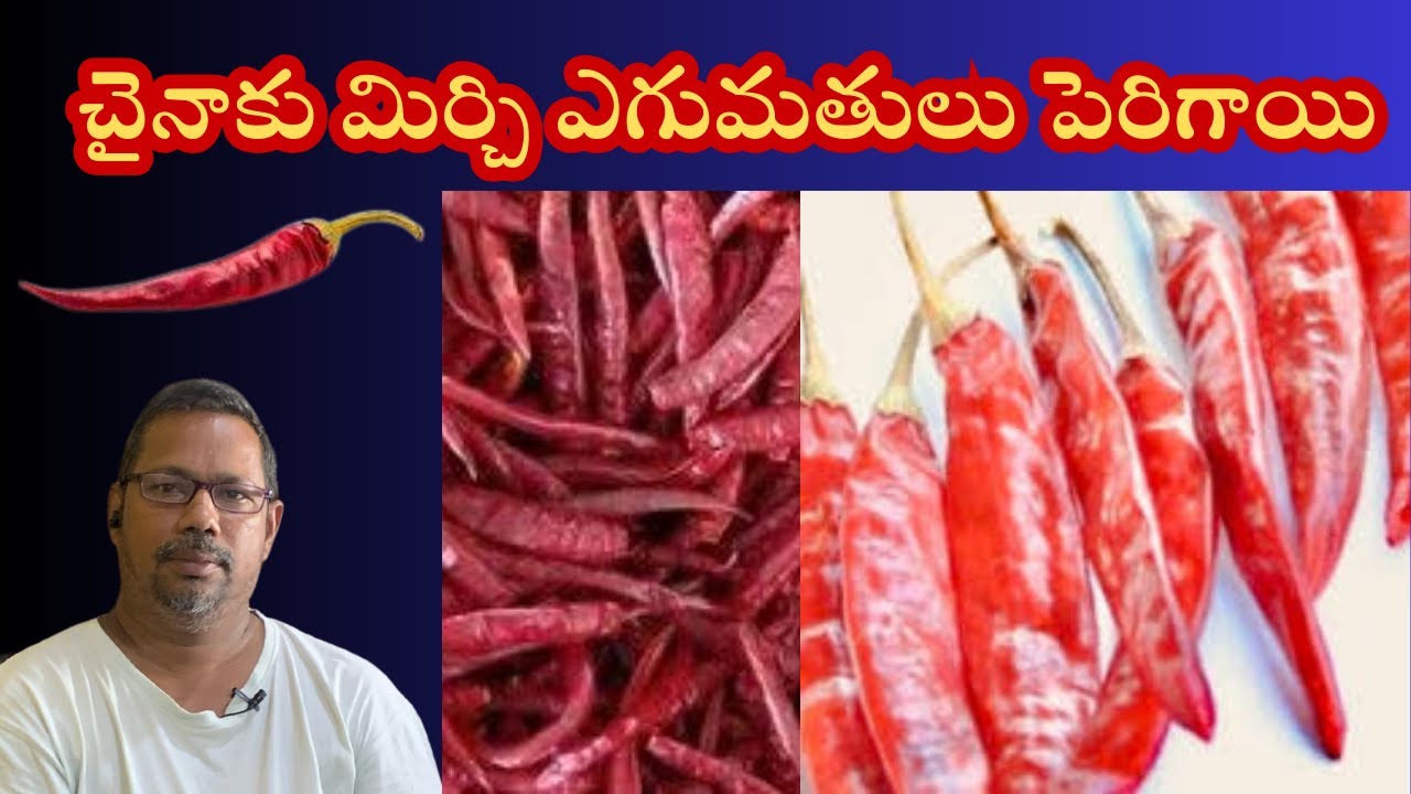 చైనాకు మిర్చి ఎగుమతులు పెరిగాయి #chilli #chillies #guntur #mirchi I Mirchi Exports to China