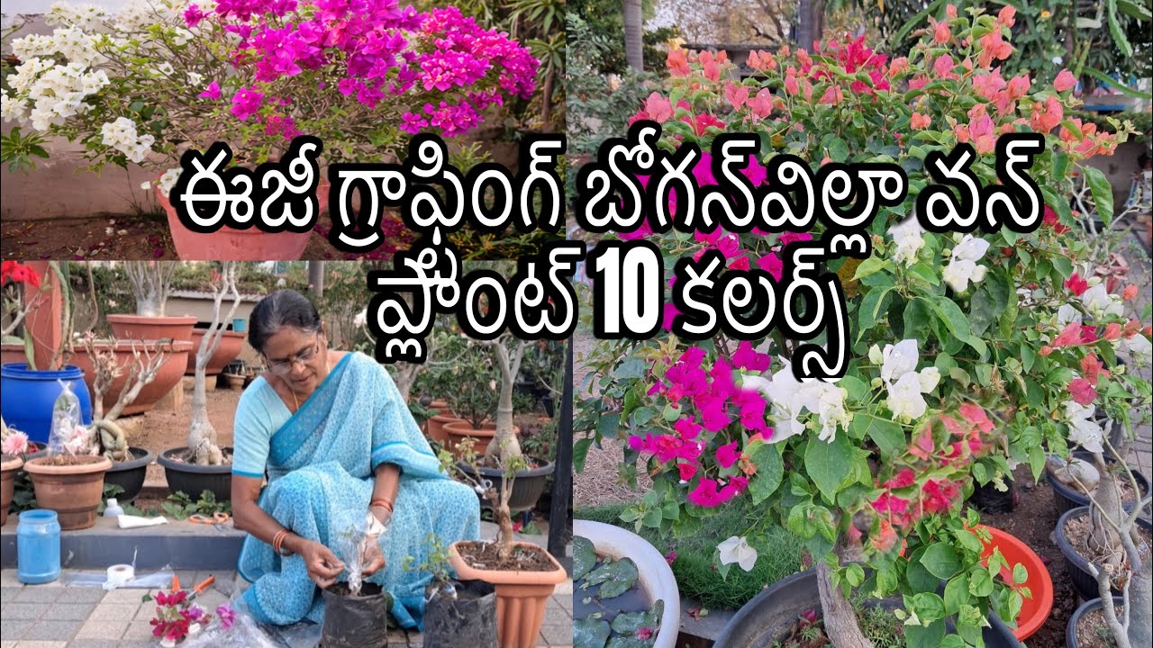 ఈజీ గ్రాఫ్టింగ్ బోగన్‌విల్లా వన్ ప్లాంట్ 10 కలర్స్
