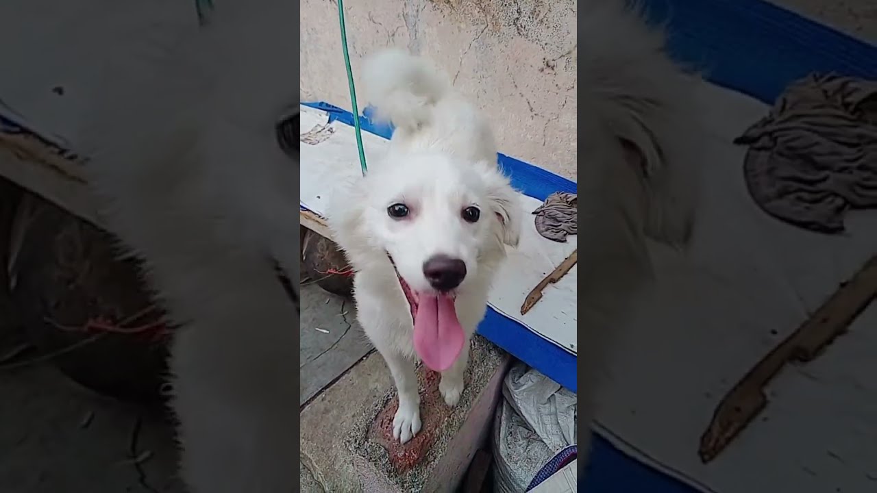 Animal videos is live!