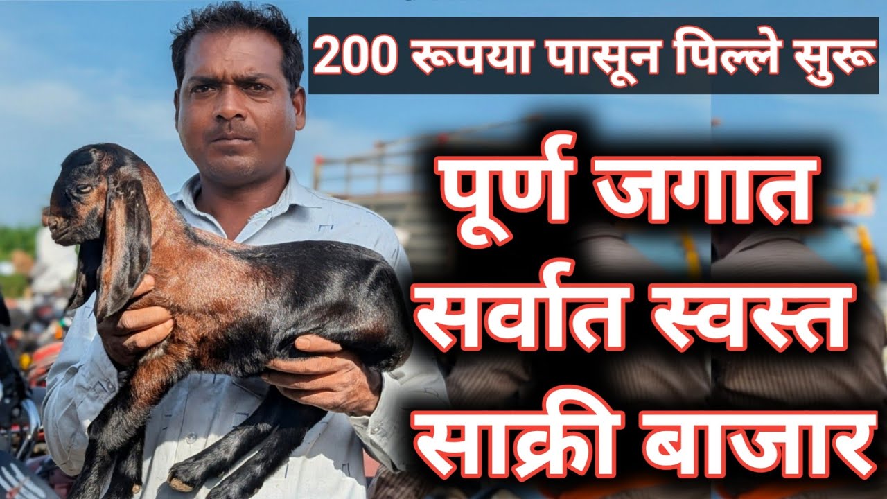 शेळ्यांची खरेदी विक्री अशी होते | शेळ्यांचा आठवडी बाजार, साक्री, जि. धुळे.
