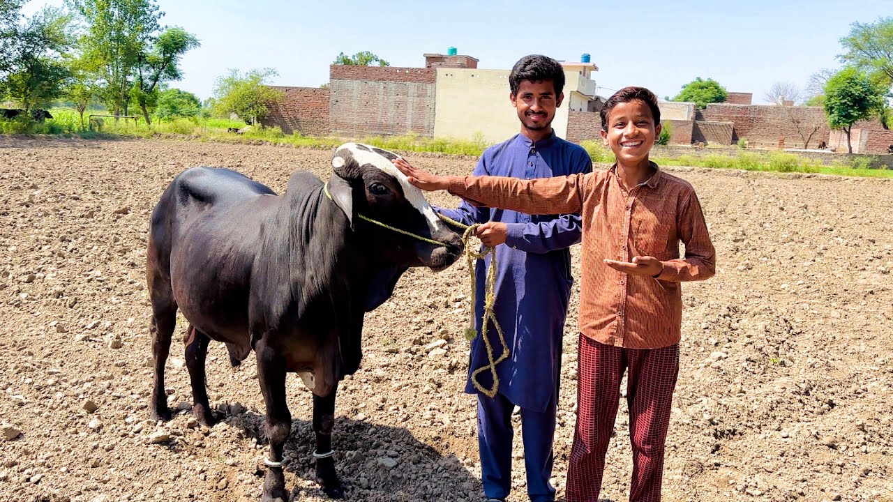 Hamara Qurbani Wala Janwar 😍 ALHAMDULILLHA