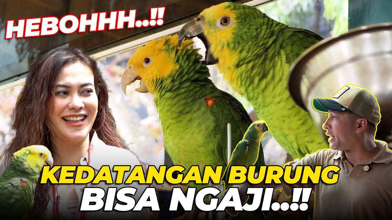 VIRALL..!! KEDATANGAN BURUNG BISA NGAJI..?? BURUNG2 AVIARY LANGSUNG HEBOHHH