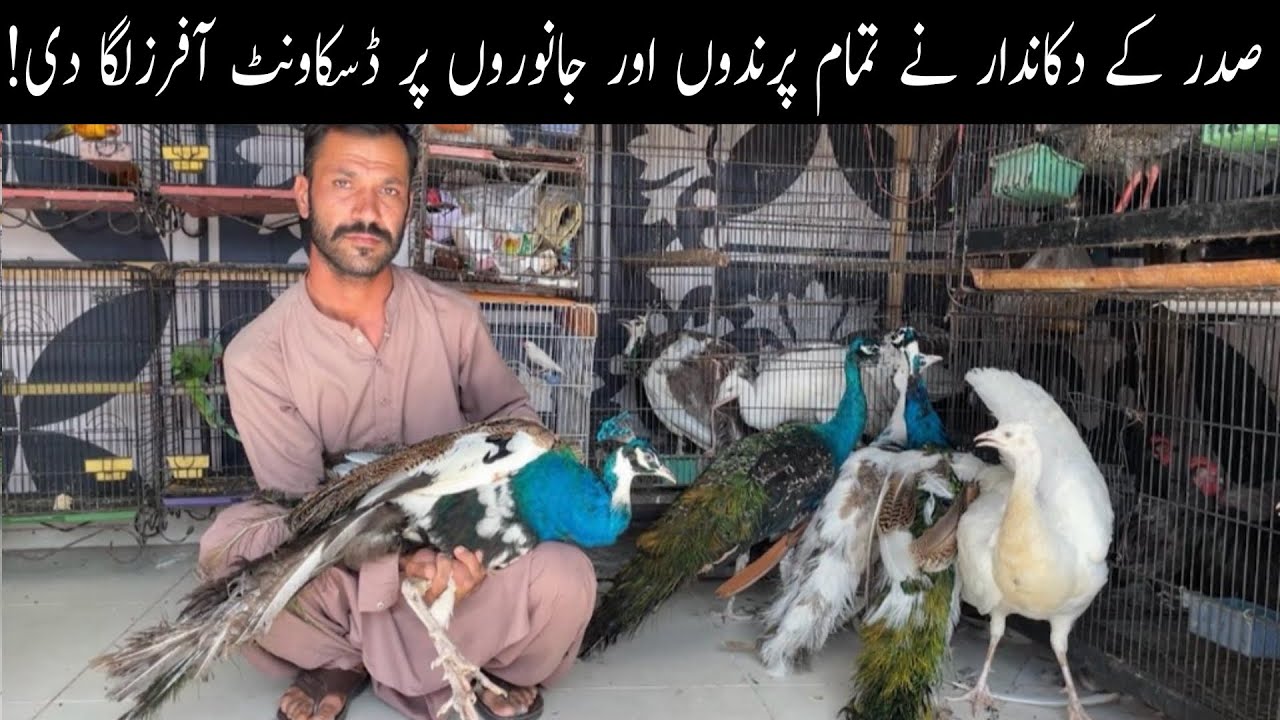 Ground Birds Biggest Shop Visit Saddar Market 😯 Peacock Monkey Cats Kittens Turkey Fancy Hens Pigeon