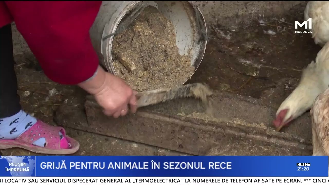 Gerul pune la grea încercare animalele. Pentru a le proteja, gospodarii încălzesc apa și hrana
