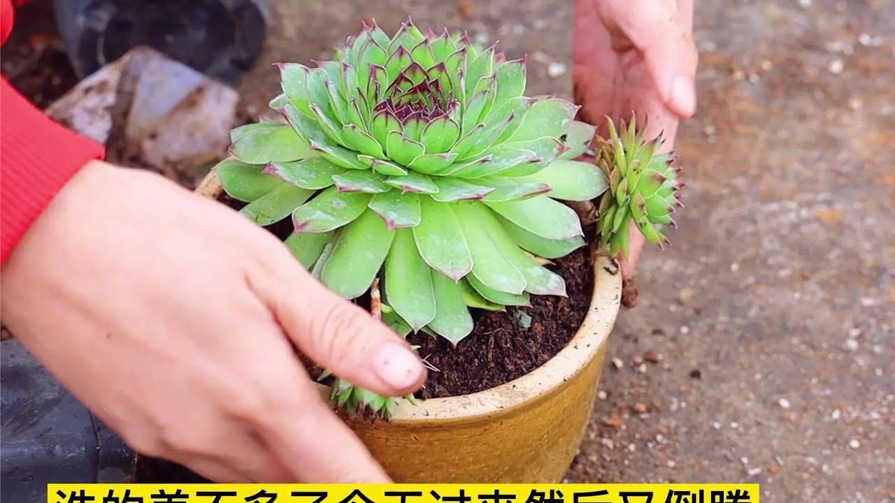 一直没管理的观音莲换盆根系一般，顺便聊下它成长及患病徒长的事