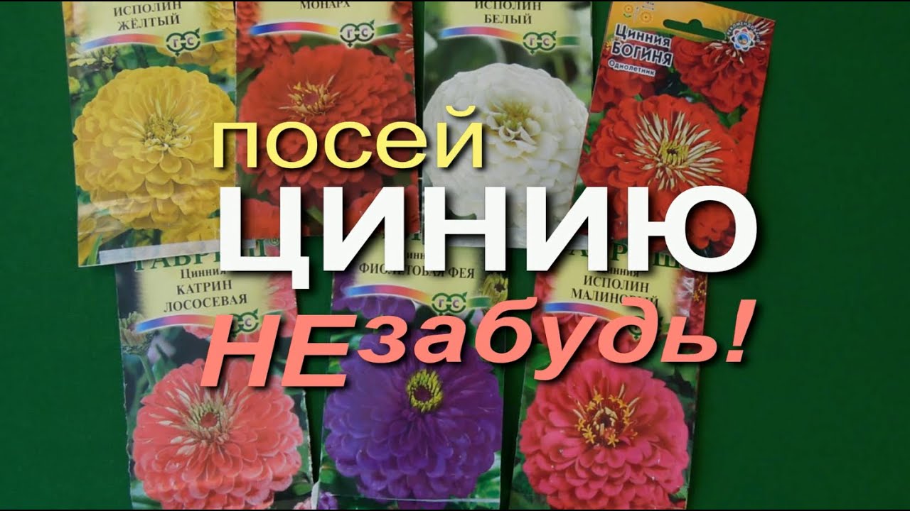 ВЫРАЩИВАНИЕ ЦИНИИ НА РАССАДУ. Советы от ЗЕЛЕНОГО ОГОРОДА!
