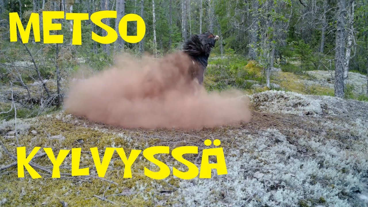 Metso kylvyssä!