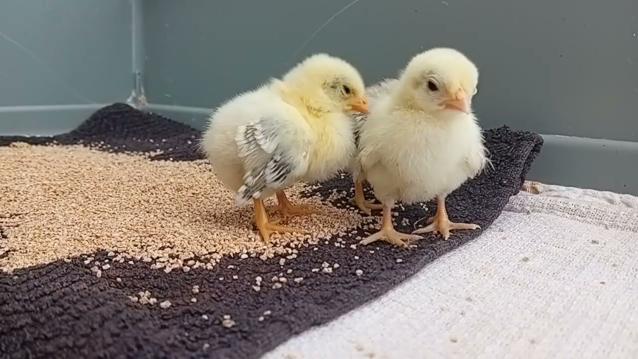 Serama Chick Growth &ndash; From 6 Days to Over 3 Weeks Old! 🐥 Cutest Tiny Chicken Journey
