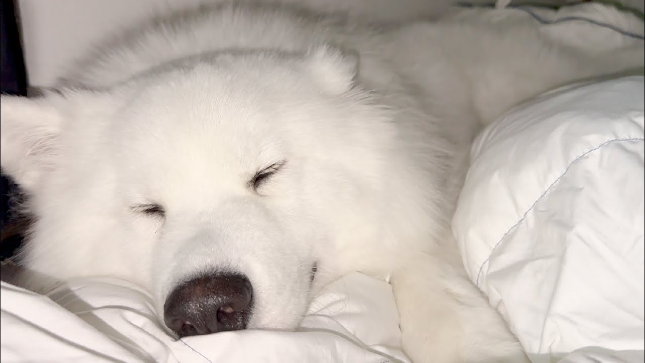 遊び疲れすぎてベッドにバタンキューする犬が可愛すぎました…。【サモエド】