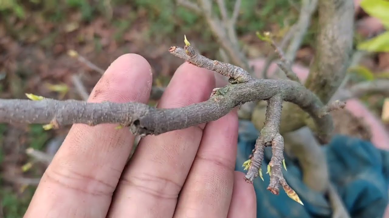 Mai ra tược sau xã tàn và cách chăm sóc để chồi mạnh đi tược nhanh | Nét Việt