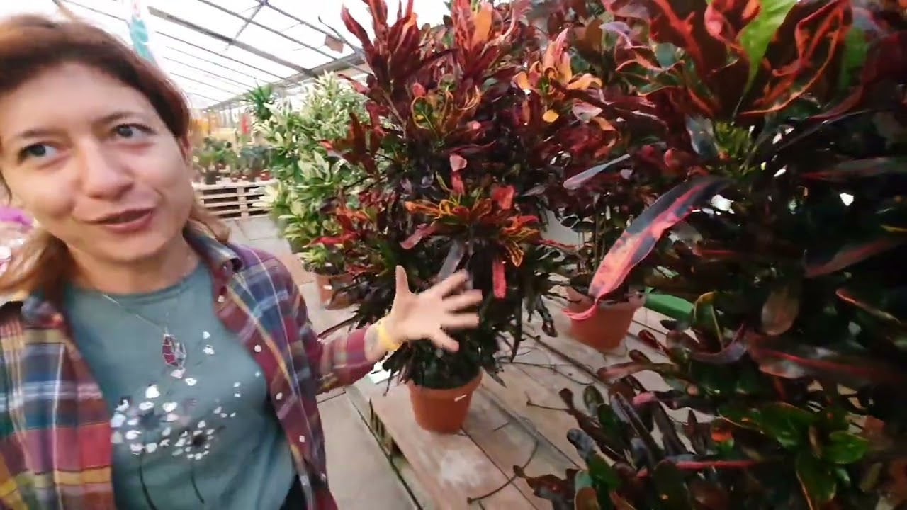 Il coloratissimo CROTON