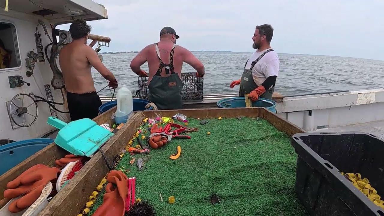 Омары, кирпич, яйца кальмара и морской еж. Наш сегодняшний день в море на ловле омаров