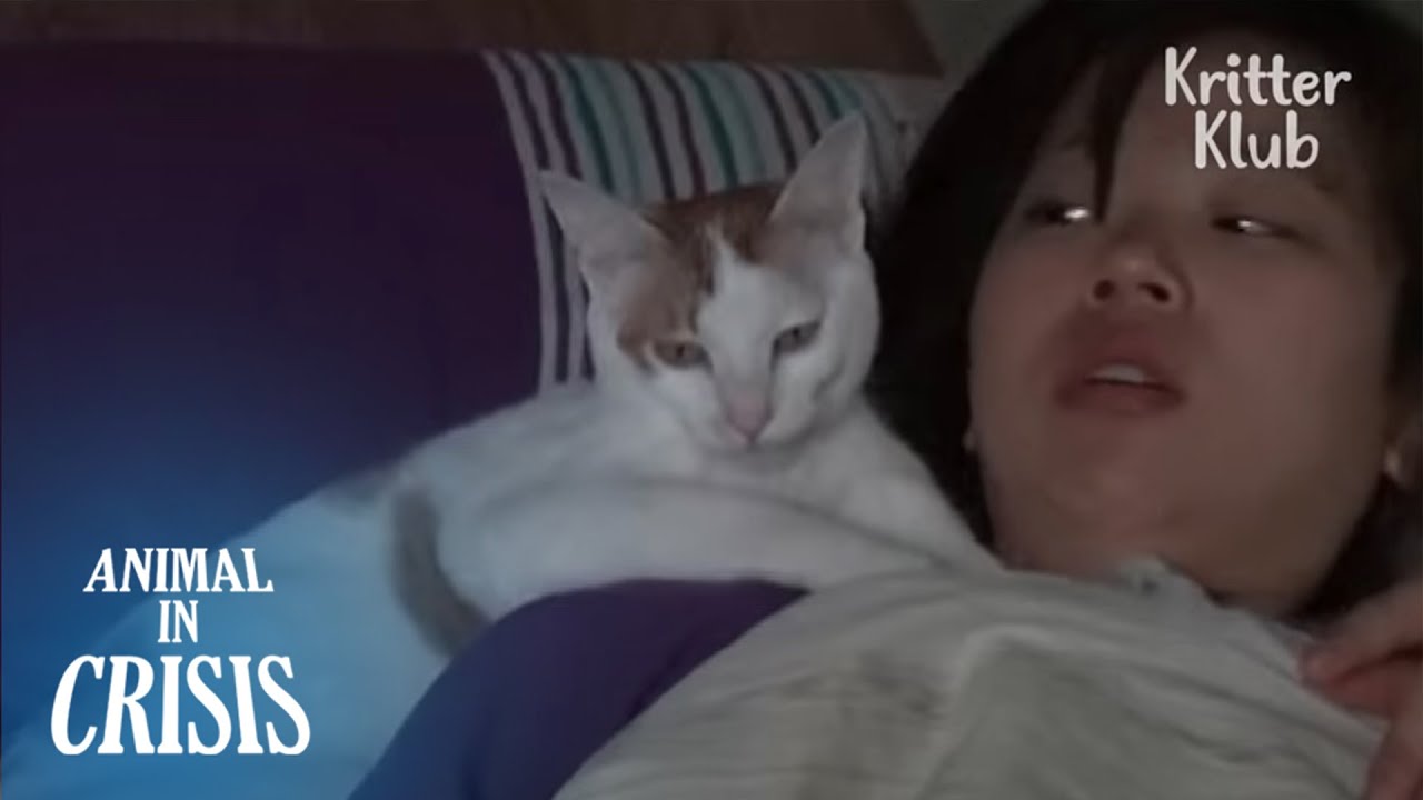 Кошке, страдающей судорогами, приходилось каждую ночь атаковать своего хозяина, которого он любит