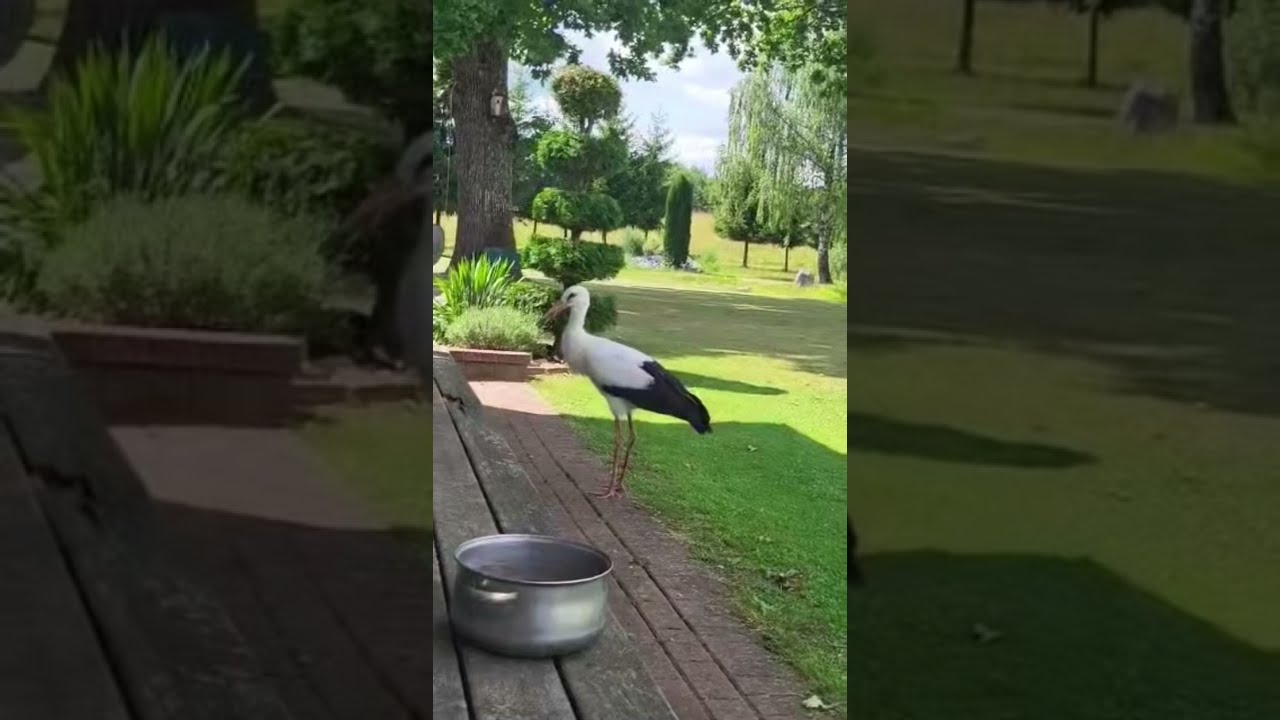 Vieni&scaron;as gandras Alytaus rajone