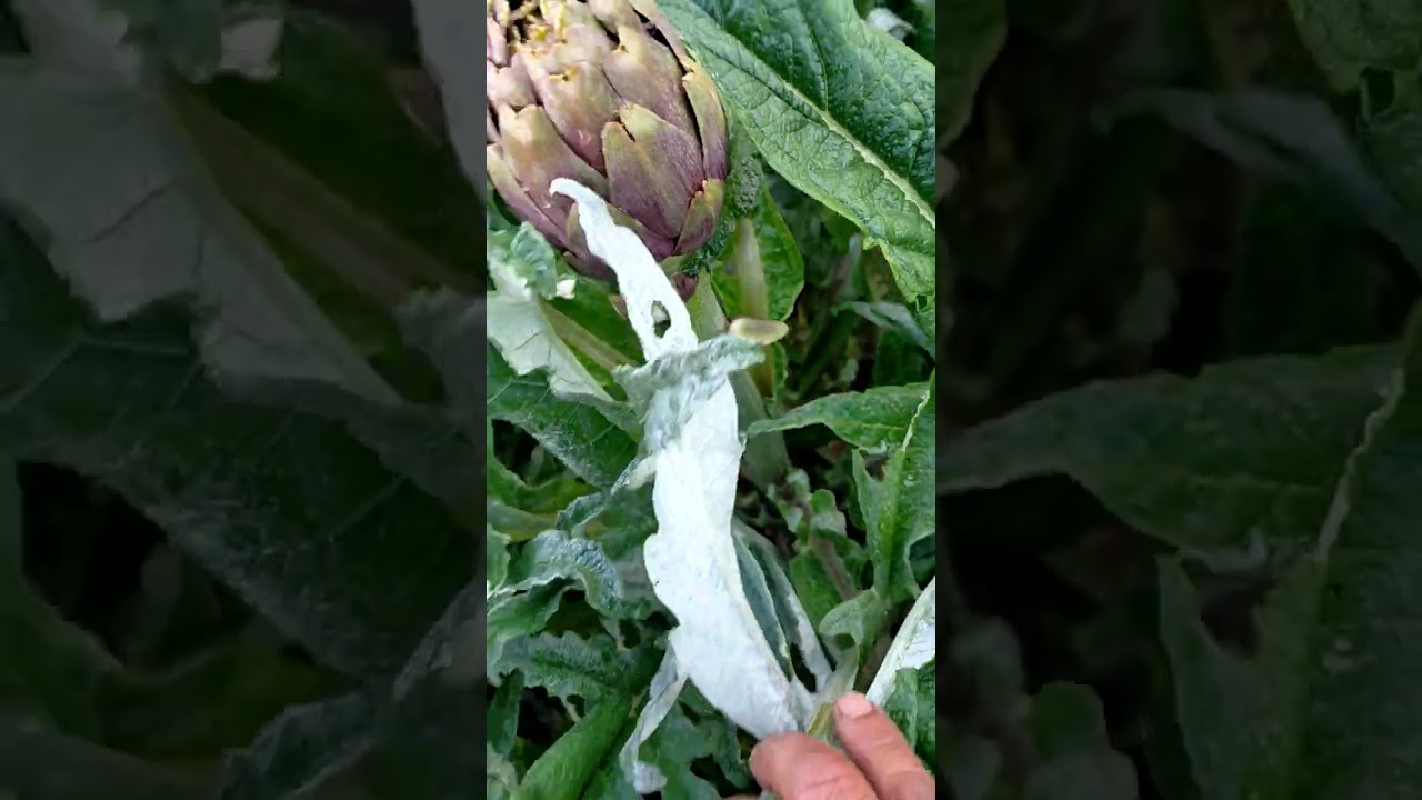 زراعة القنارية في تونس