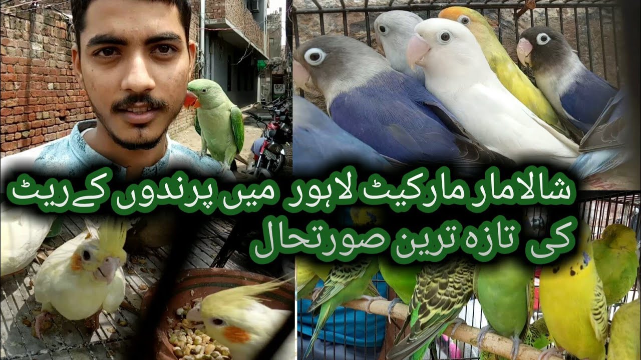 Sunday Birds Market Shalimar Lahore Visit & Information All Kind Of Birds #lahorebirdsmarket 2022Aug