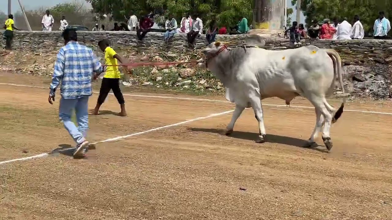 1జత వేపలమాధవరం ||RK BULLS వేటపాలెం