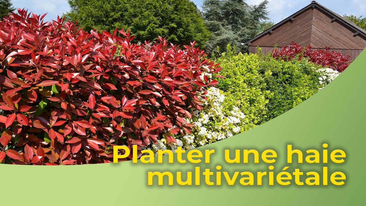 Planter une haie multi-variétale