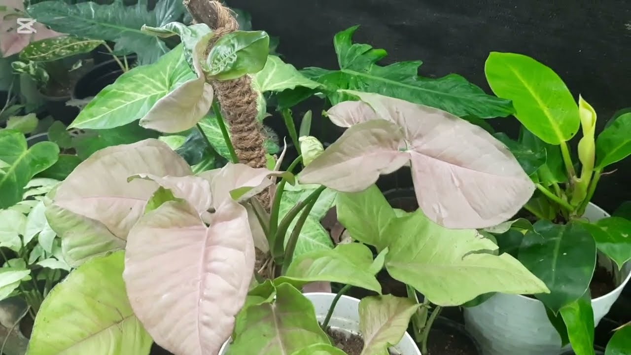 ලස්සනට syngonium යායක් හදමු.                     How  to grow  syngonium plants 