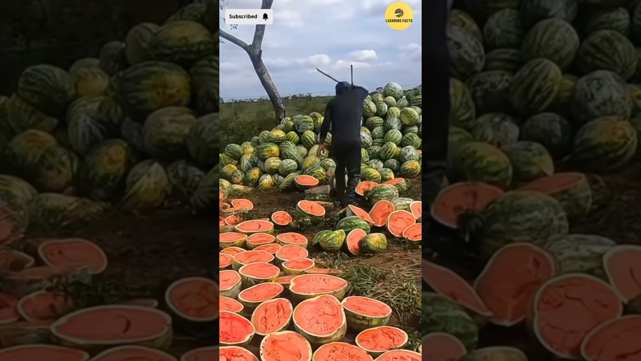 The Watermelon Trick Nobody Knew 🍉 