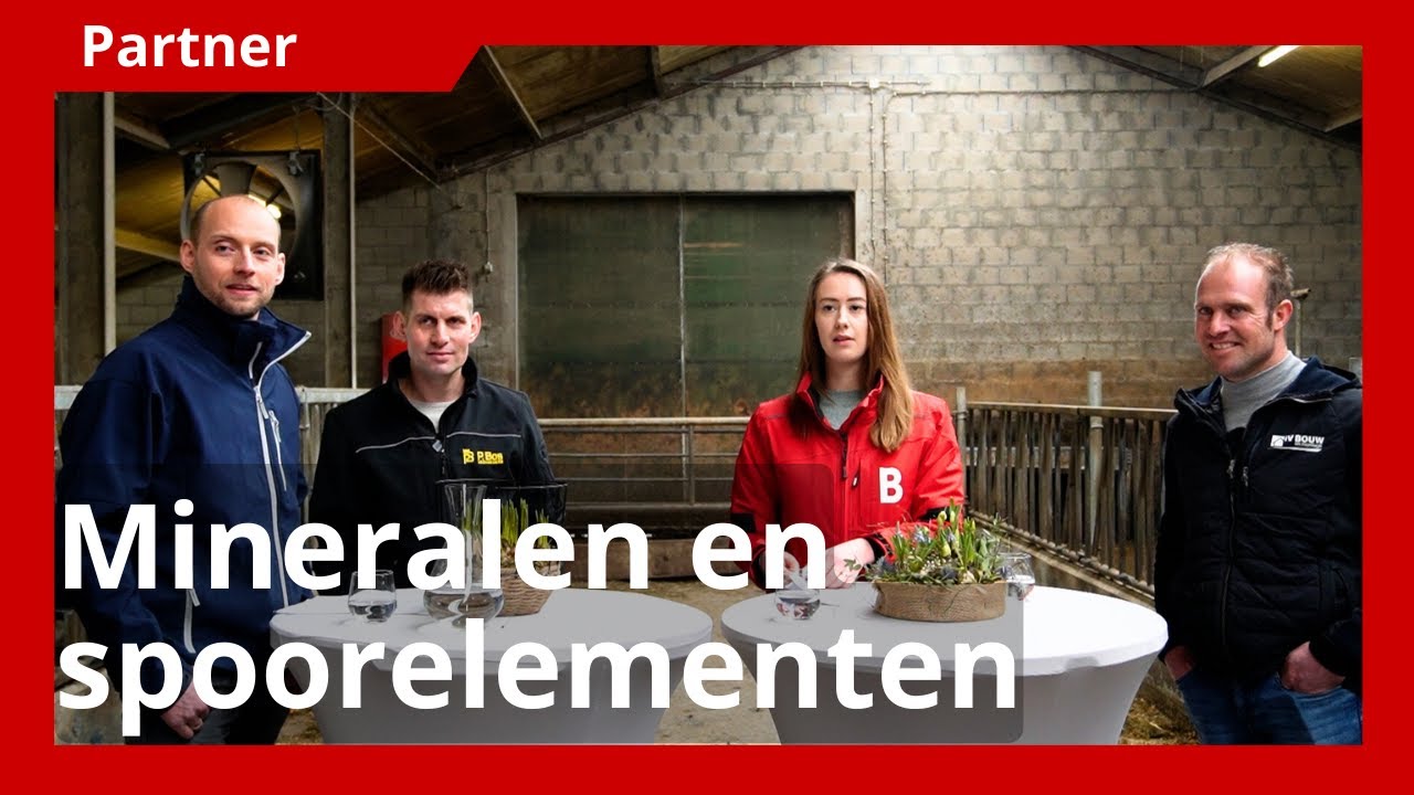 De rol van mineralen en spoorelementen in het rantsoen van een koe