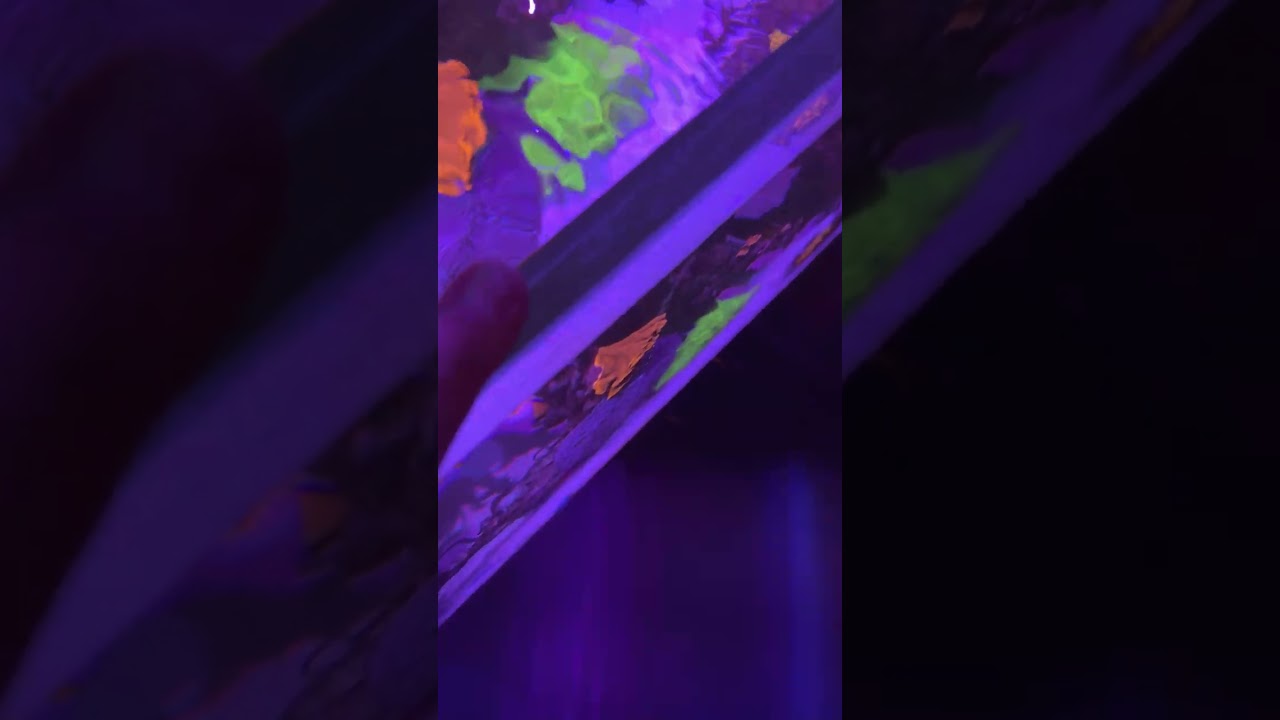 Another Red Sea Reefer Tank Failure RS-625XXL Video 2