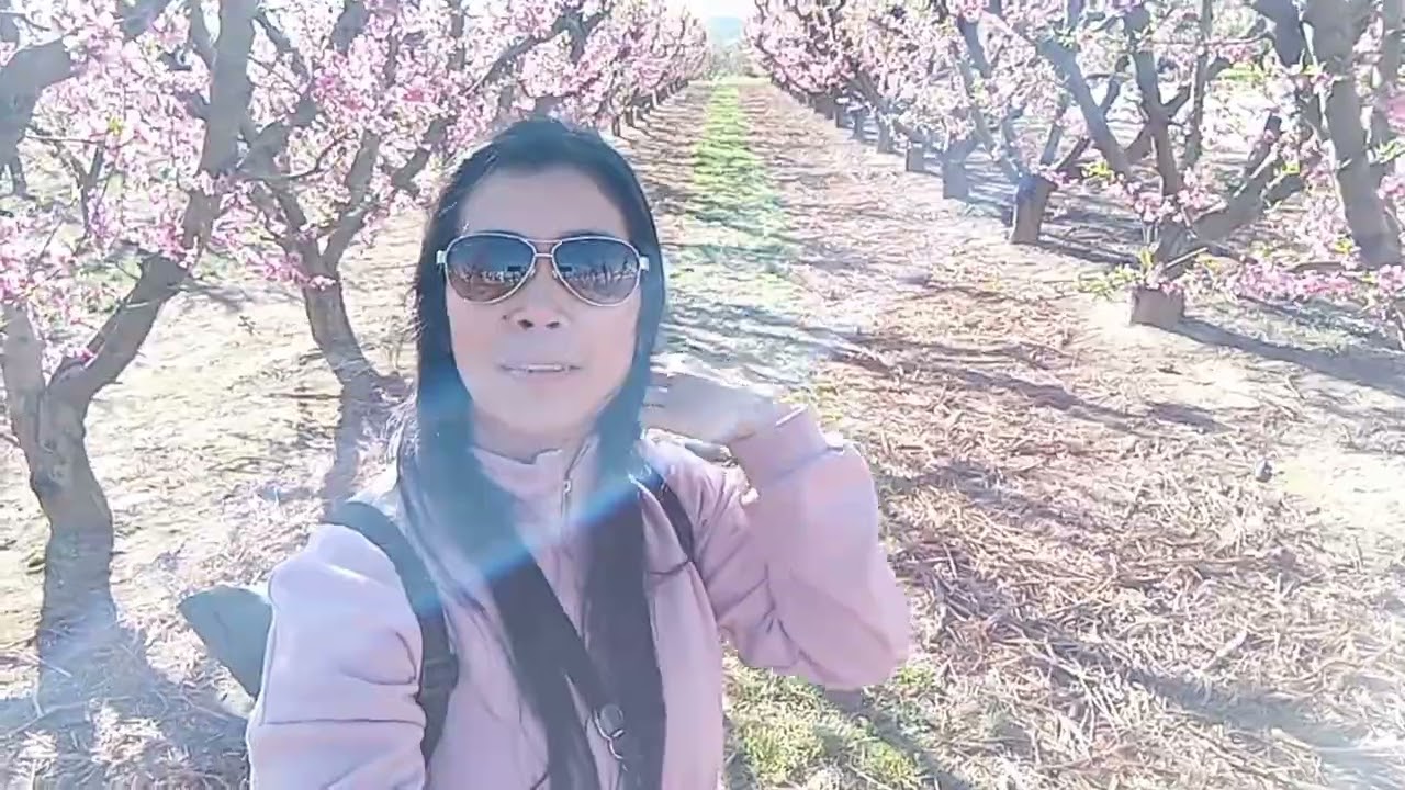 Aitona en Flor ( Peachtree)