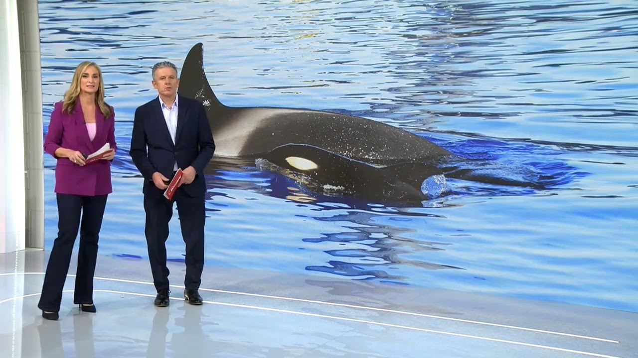 Cuatro News - Morgan's Calf