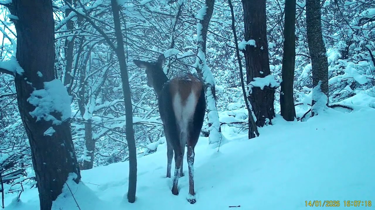 Stopy ticha - Život na lesnej cestičke (Časť 14)