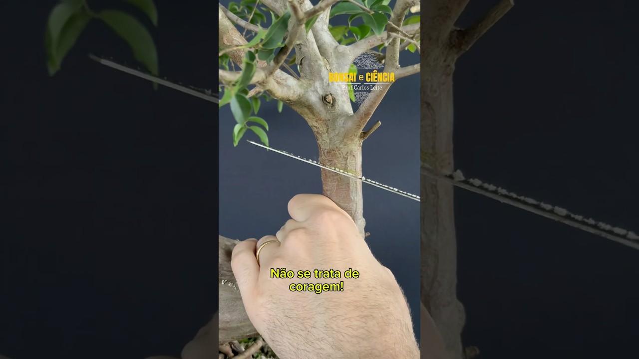 E a&iacute;, SER&Aacute; que essa JABUTICABEIRA conseguiu se recuperar? #bonsai