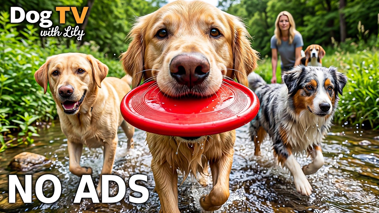 12 Hrs of Voice Guide for dogs when home alone 🌿 Anti Anxiety Music For Dogs 🐶 Dog calming music