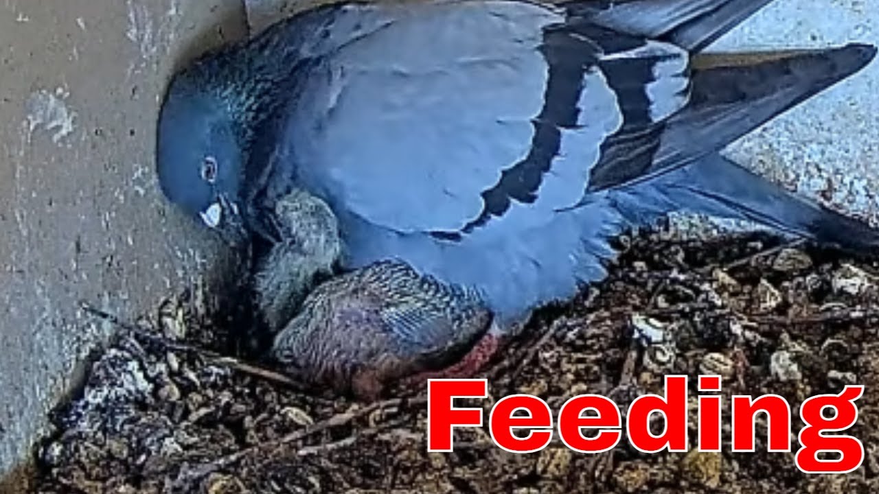 Fascinating Feeding Interaction 🐦 Pigeon Feeds Nestlings Inside Nest Box