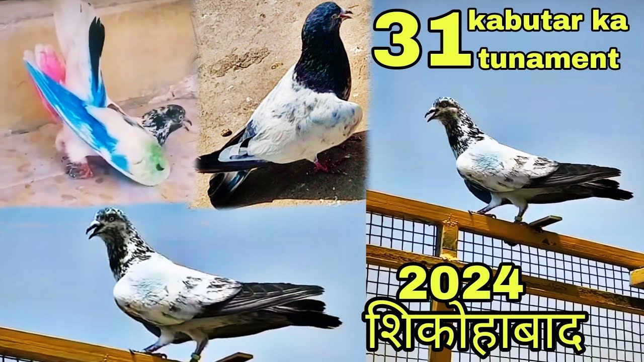 31.31 कबूतर बाला टूर्नामेंट जिला स्तर शिकोहाबाद 27.नवंबर 2024 tournament  || #youtube #trending