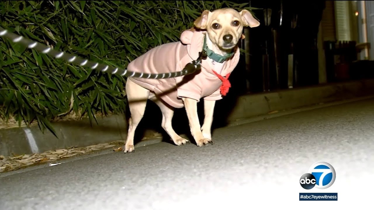 Dog owner fights off attack on pet by mountain lion P-22 in Silver Lake